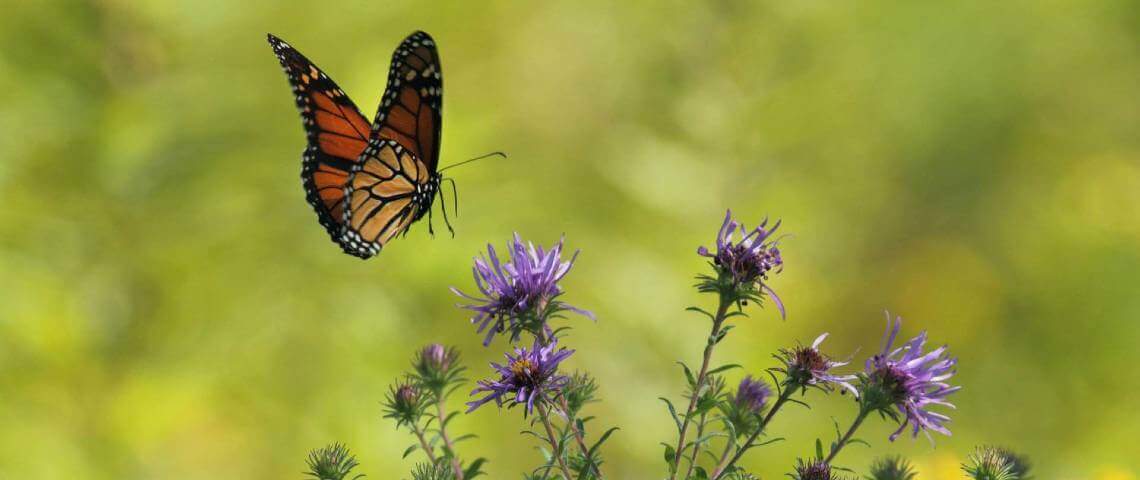 Bir Dönüşüm Öyküsü: Tırtıldan Kelebeğe