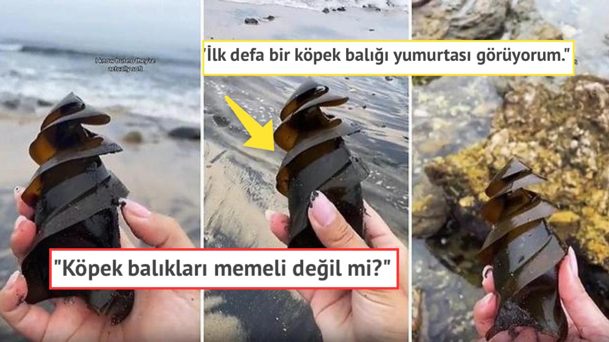Boynuzlu Köpek Balığı Yumurtasının Göz Alıcı Görüntüsü Tekrardan Viral Oldu