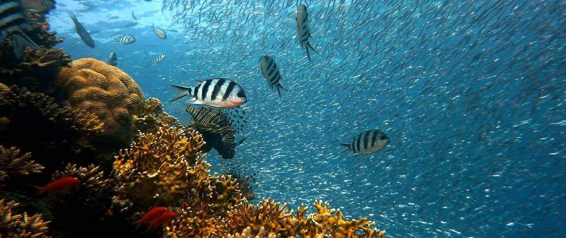 Denizlerin Halısı: Mercanların Özellikleri Nelerdir?
