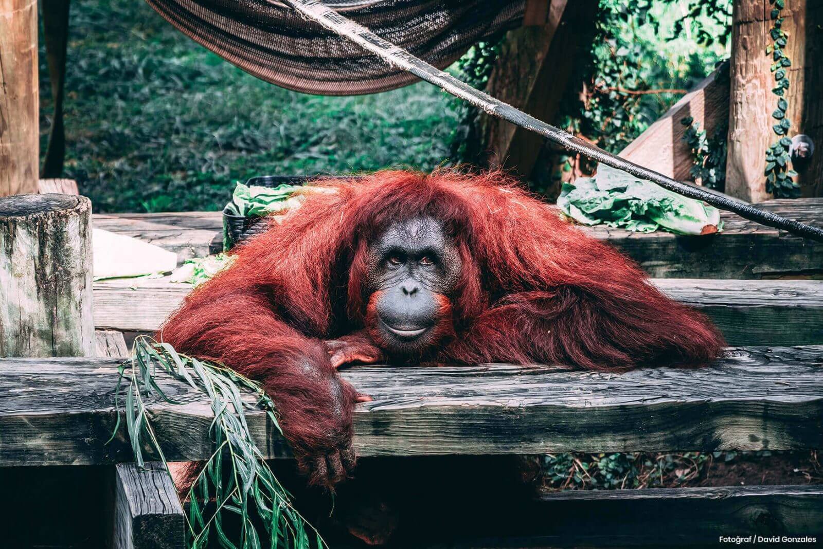 Dünya Orangutan Günü Kutlu Olsun!