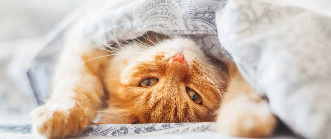 Kediler Hakkında Şaşırtıcı Bilgiler - İlginç Kedi Bilgileri