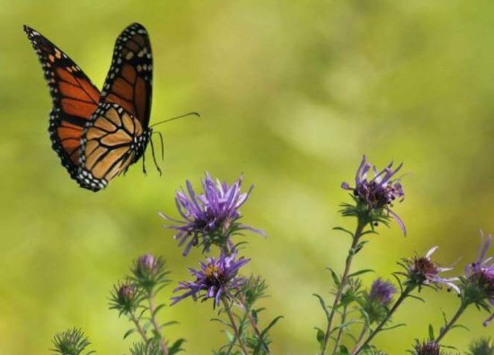 Bir Dönüşüm Öyküsü: Tırtıldan Kelebeğe