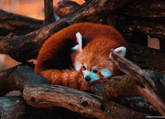 Doğu’nun En Şirin Kızılı: Kırmızı Panda
