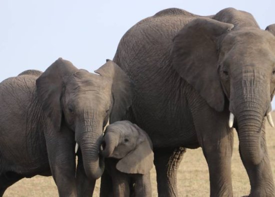 Dünya Fil Günü: Gezegenin Belleği Filler ve Fil Hafızalı Olmak