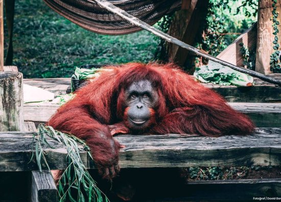 Dünya Orangutan Günü Kutlu Olsun!