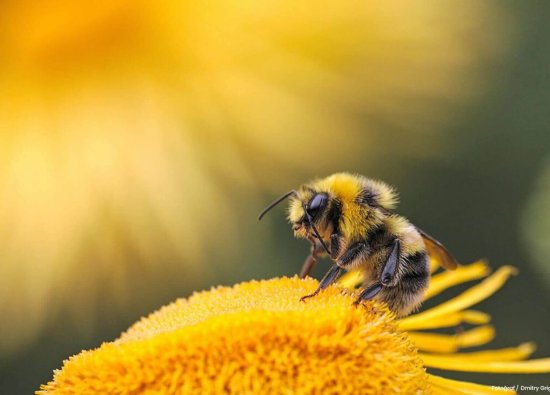 Ekosistemin Emekçileri Bal Arıları
