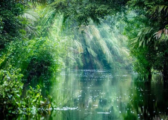 Gizemini Sürdüren Bir Yer: Amazon Ormanları