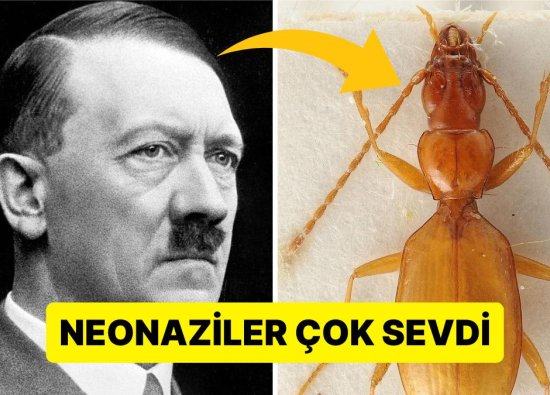 İsmi Ortalığı Karıştıran 'Hitler Böceği' Bilim Dünyasında Eşine Az Rastlanan Bir Tartışmayı Alevlendirdi