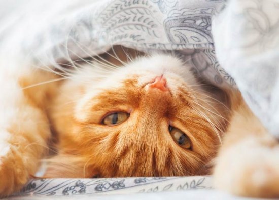 Kediler Hakkında Şaşırtıcı Bilgiler - İlginç Kedi Bilgileri