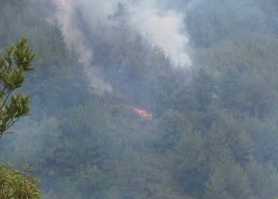 Sinop'ta Çıkan Orman Yangını Kontrol Altına Alındı