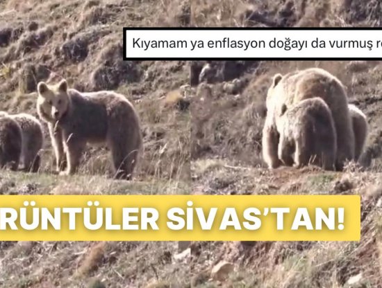 Sivas’ta Anneleriyle Birlikte Yiyecek Arayışına Çıkan Yavru Ayılar